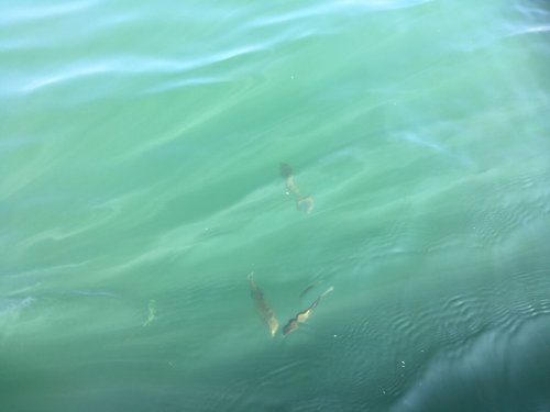 fish